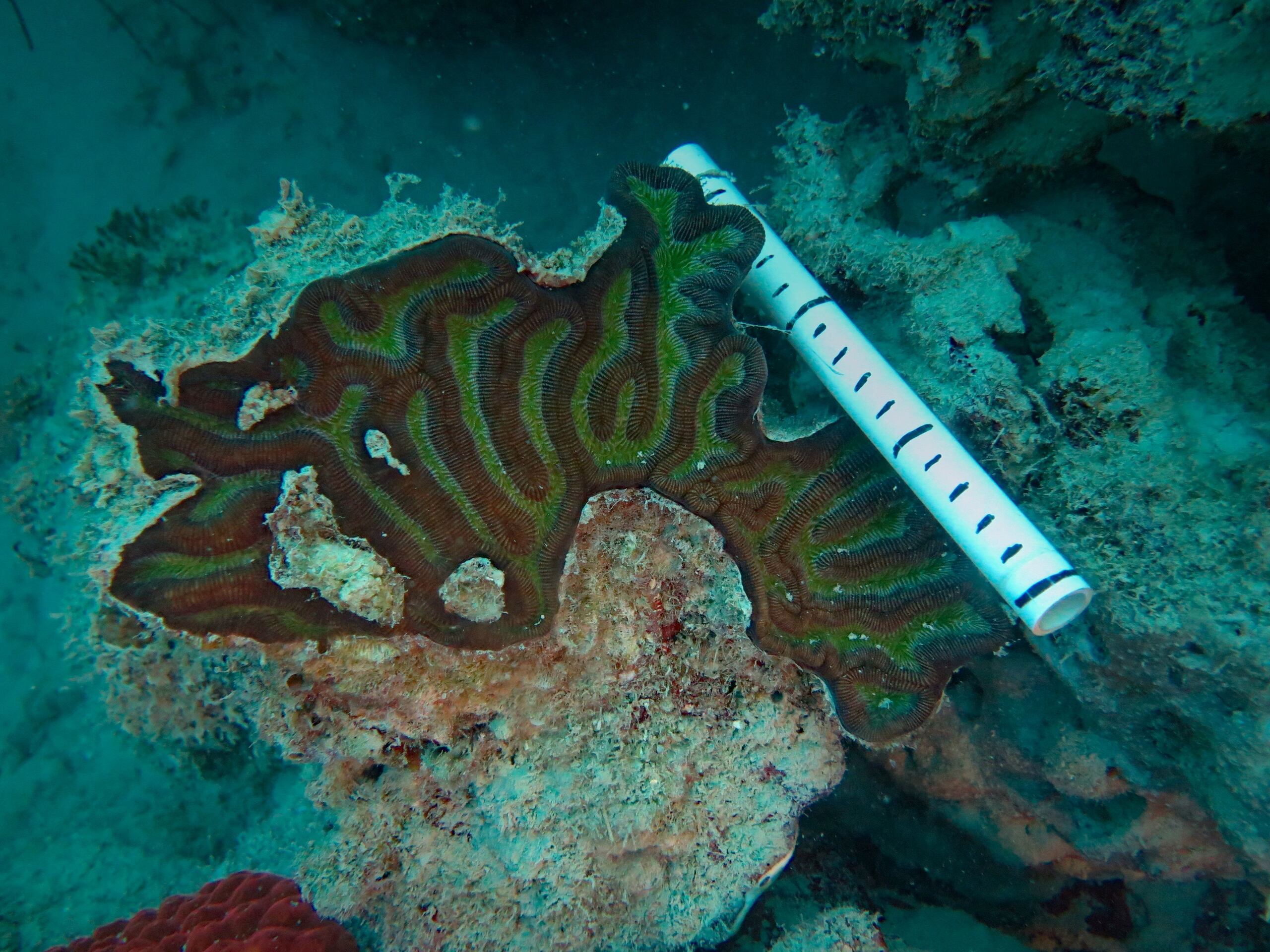 Fotografía cedida por el Departamento de Ciencias Marinas de la Universidad de Puerto Rico en Mayagüez donde se muestra un coral en los arrecifes del área de "Pináculos" y "Turrumote" ubicada a un mínimo de 3 millas (4.8 kilómetros) de La Parguera.