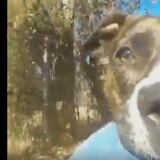 Perro se roba una GoPro y graba su huida