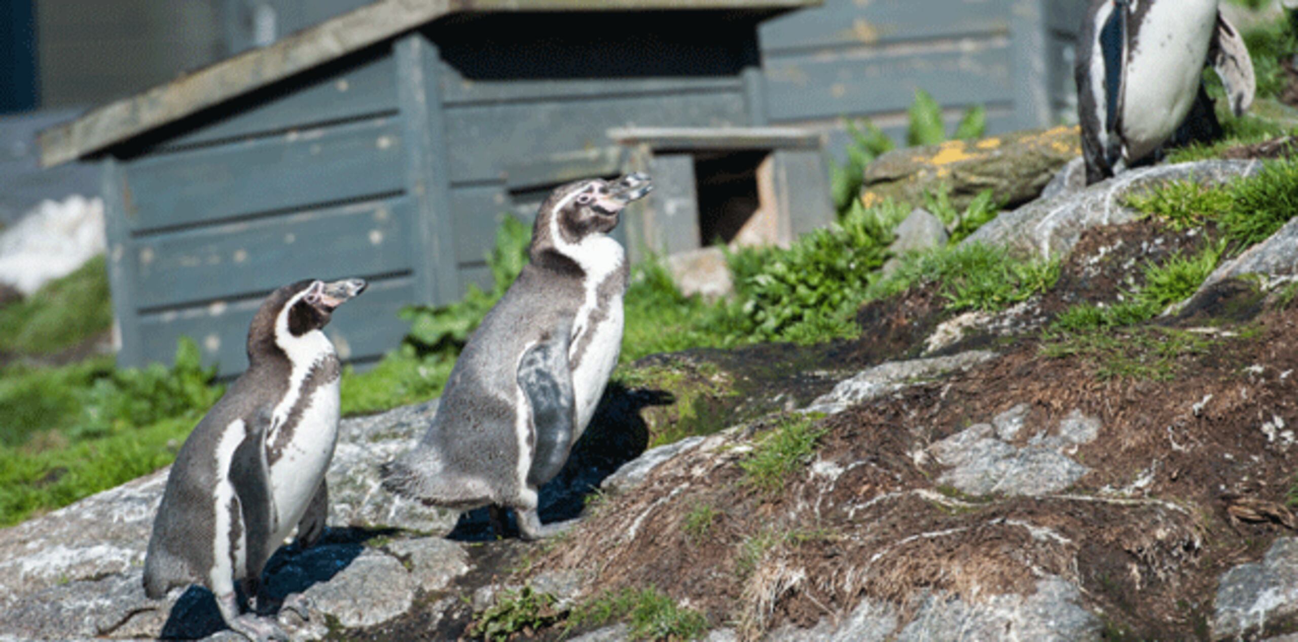 El director del acuario, Tor Erik Standal, dijo a The Associated Press que teme que las crías hayan muerto porque "necesitan desesperadamente de sus padres para sobrevivir". (AP)