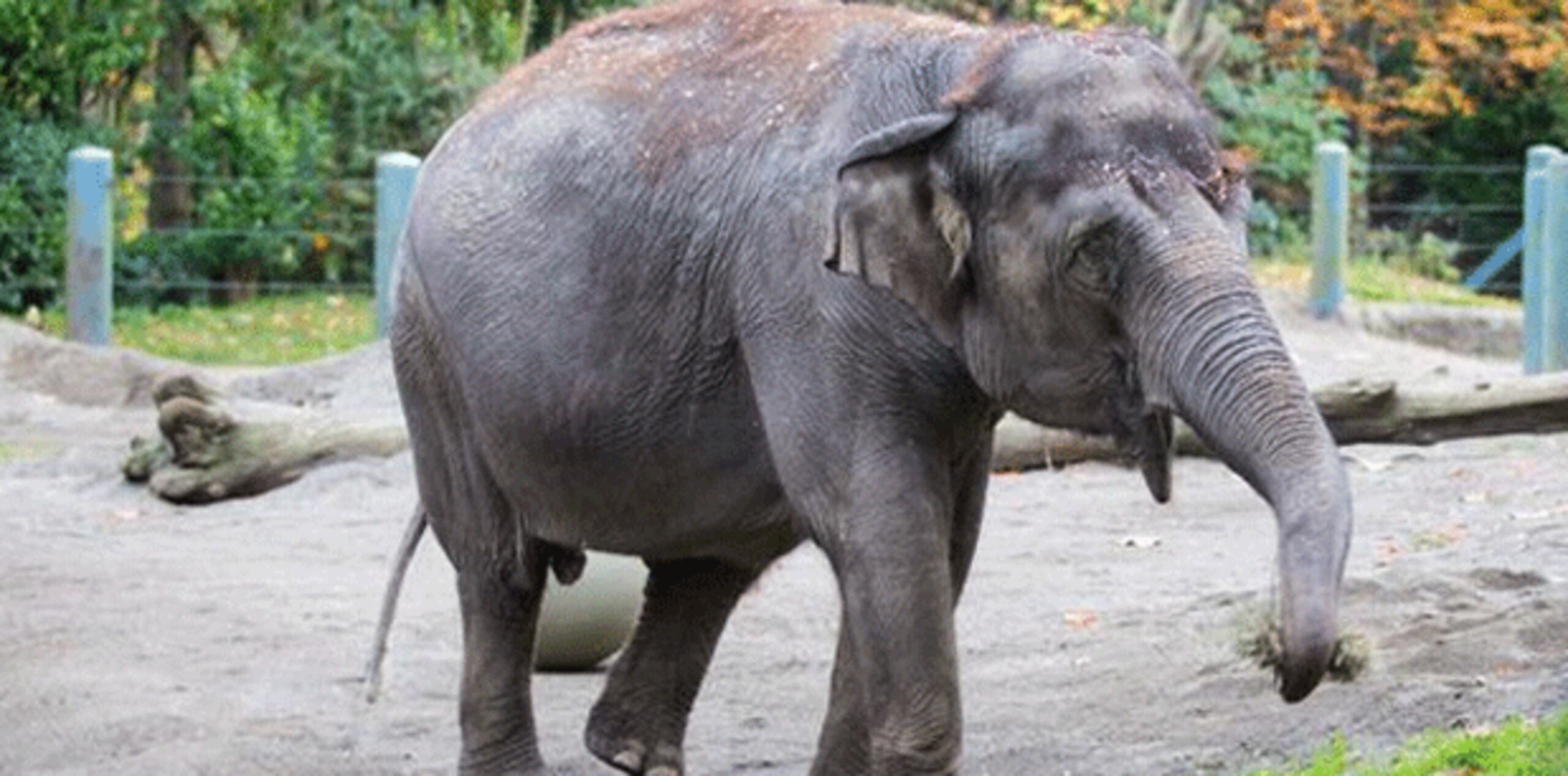 Representantes del zoológico han señalado que las elefantas podrán sumarse a una manada mayor y multigeneracional en Oklahoma City. (Twitter)