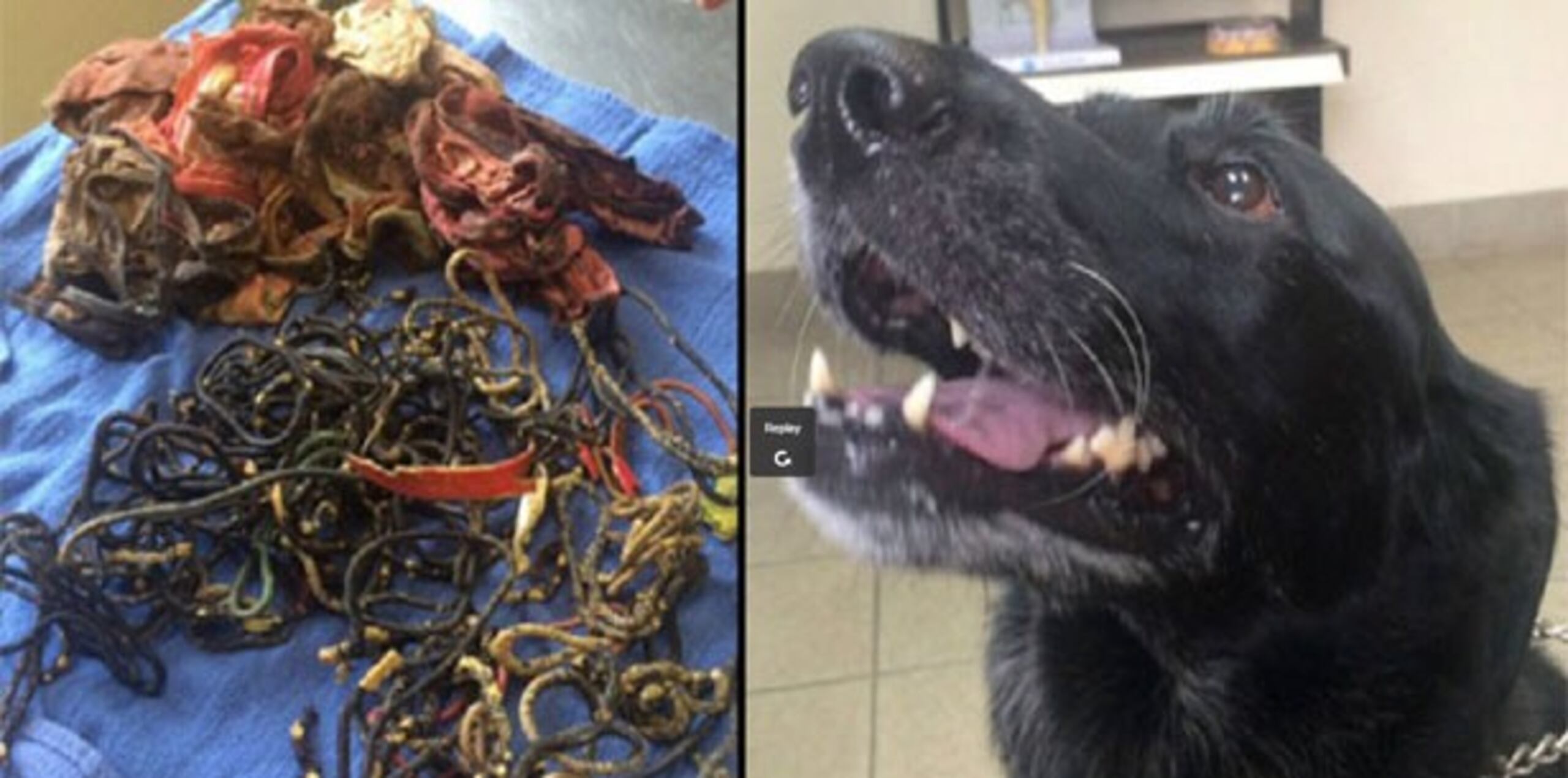 La cirugía de la semana pasada duró dos horas y el veterinario y su técnico estaban impactados por los objetos que sacaron. (www.wtae.com)