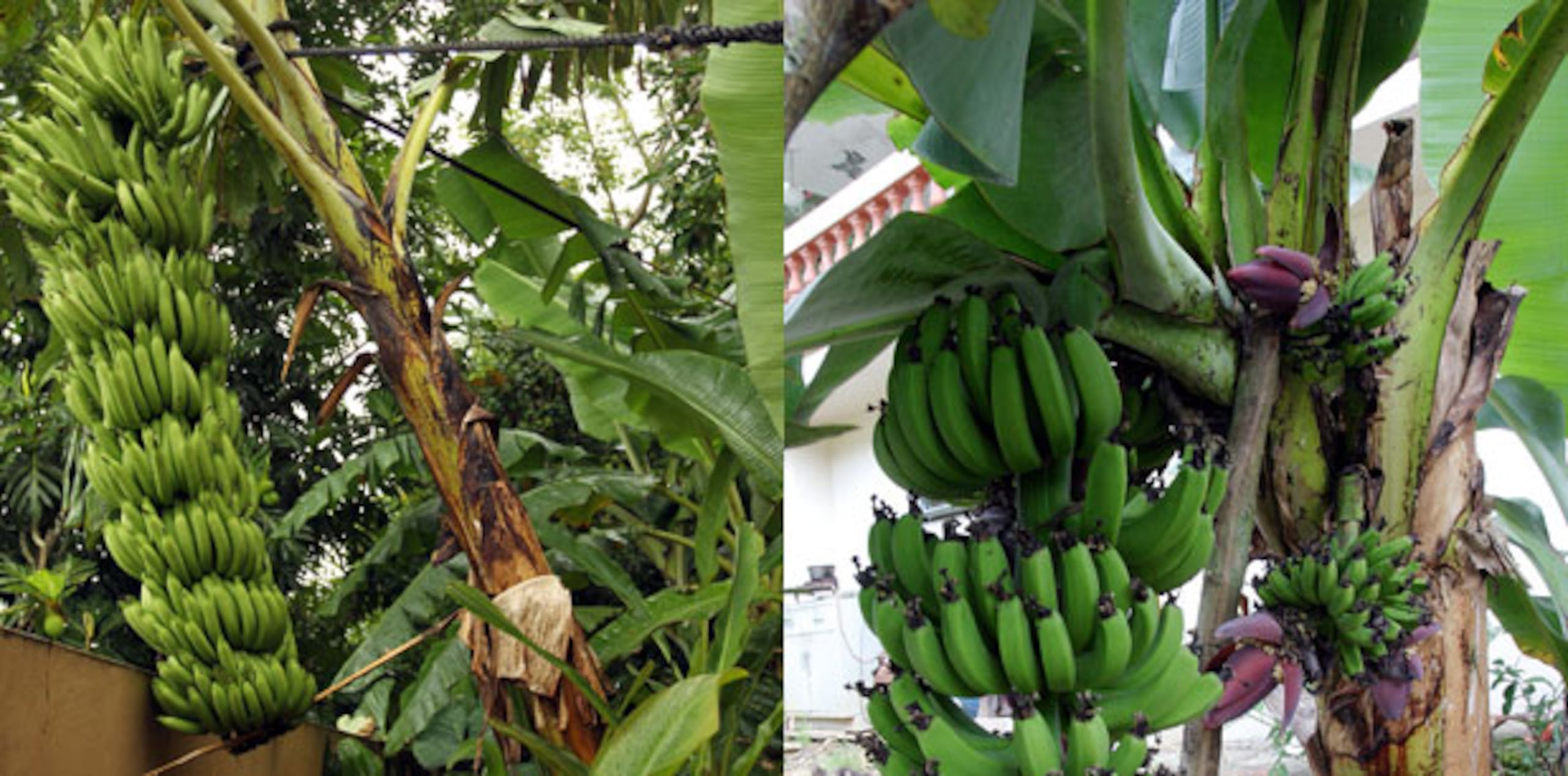 El guineo produce más fruta que el plátano, aunque más pequeñas. (Montaje)