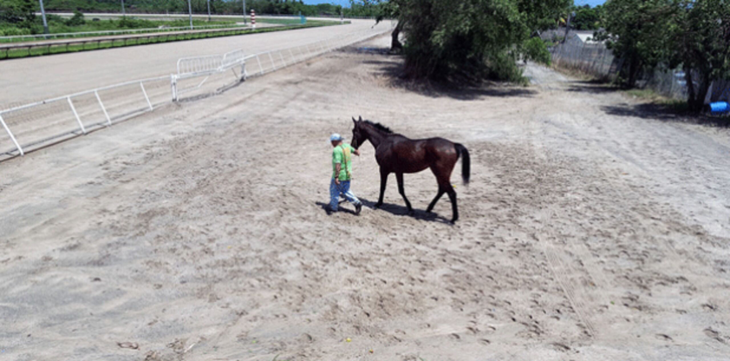 El entrenador Michael Cabrera pasea su ejemplar, Camacho Laurel M., frente a la pista principal del hipódromo Camarero. (Suministrada)