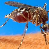 Se confirma otra muerte por chikungunya