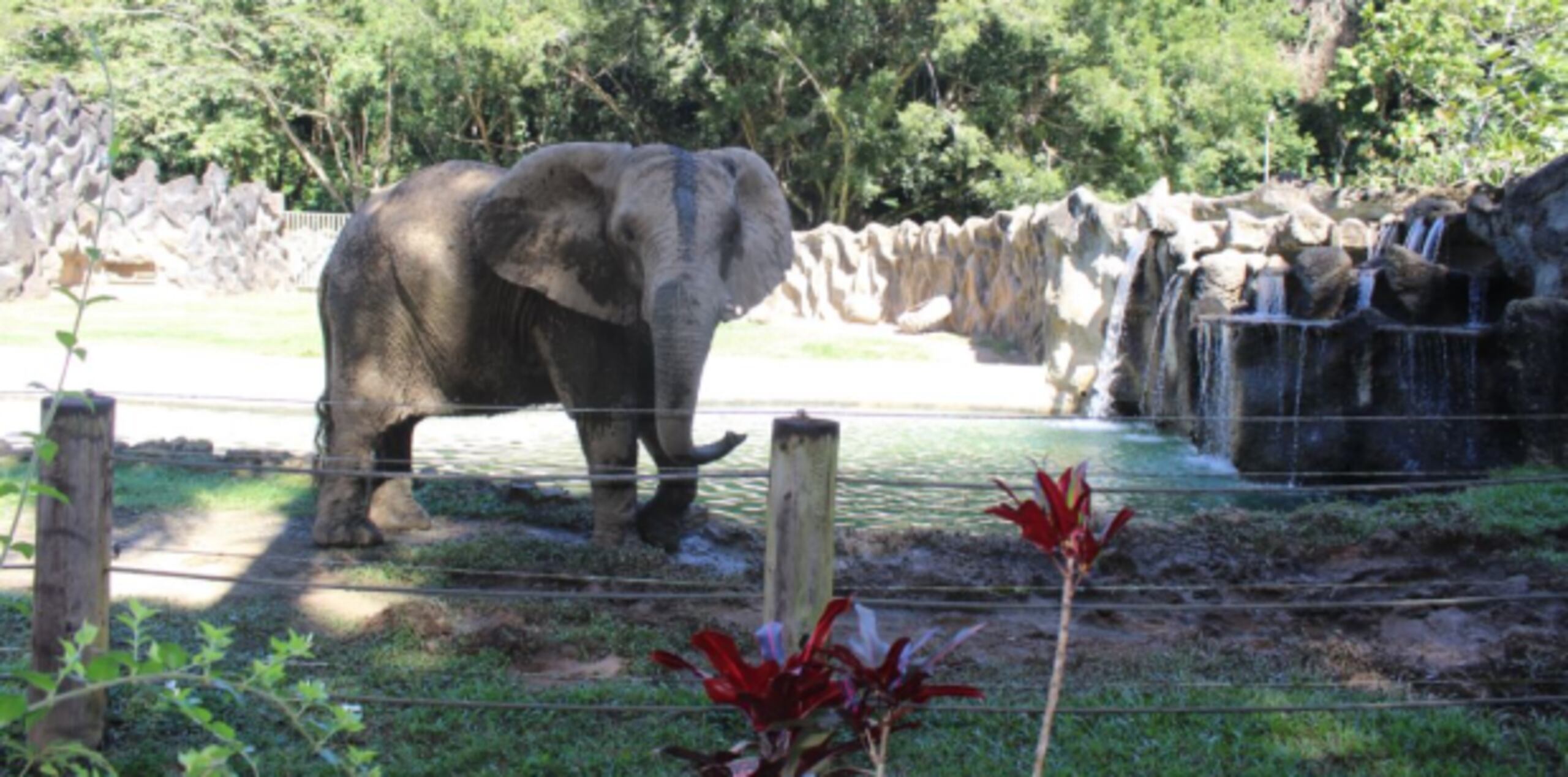 El superintendente del zoológico, Alex Vázquez, desmintió que los alimentos que se le estén suministrando a los animales estén caducados. (Suministrada)