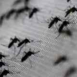 Al chikungunya no le gusta el frío