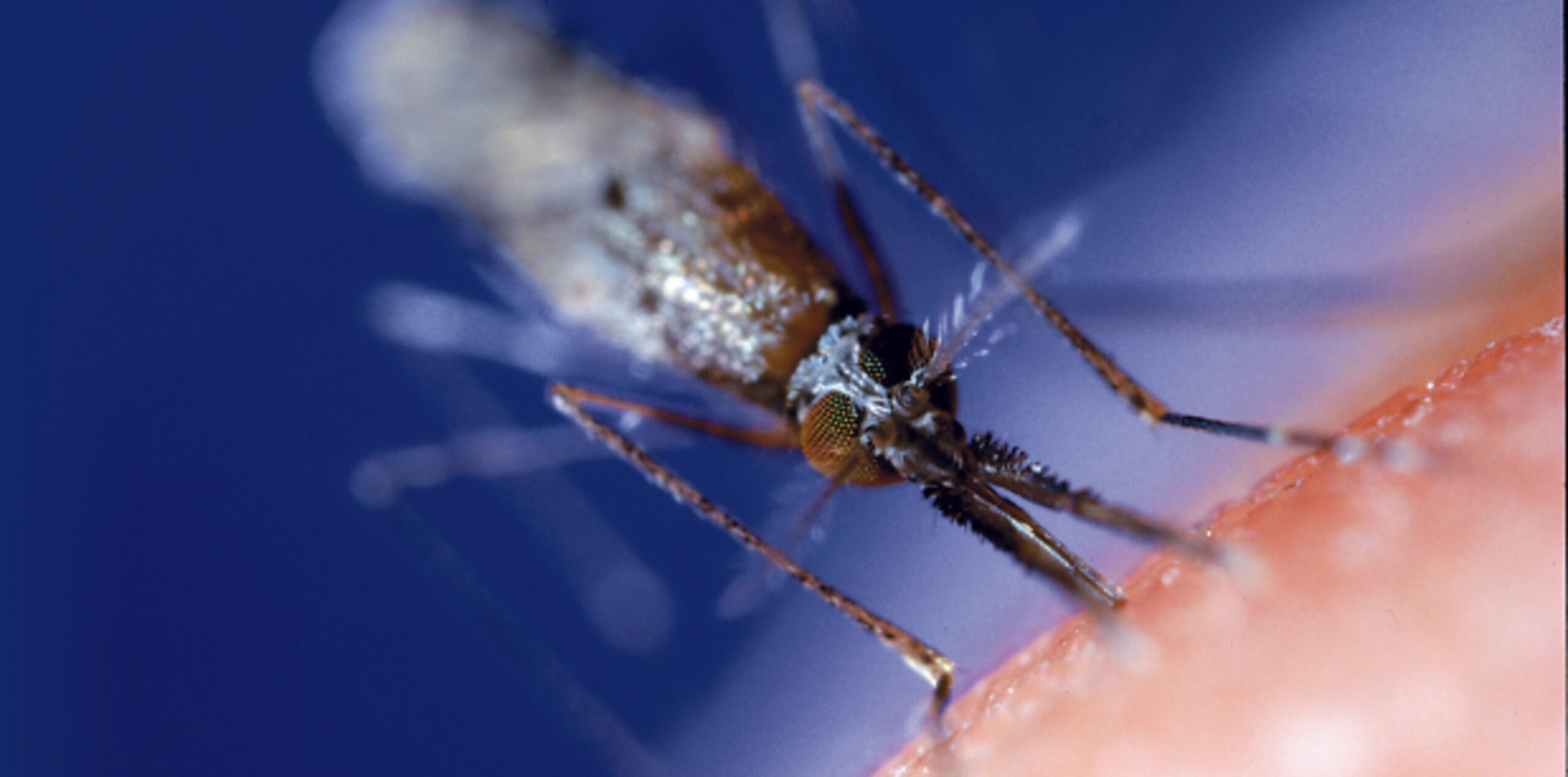 El Departamento de Salud informó el domingo que tres adolescentes que viajaron a Punta Cana, República Dominicana, contrajeron malaria en ese país. (Archivo)