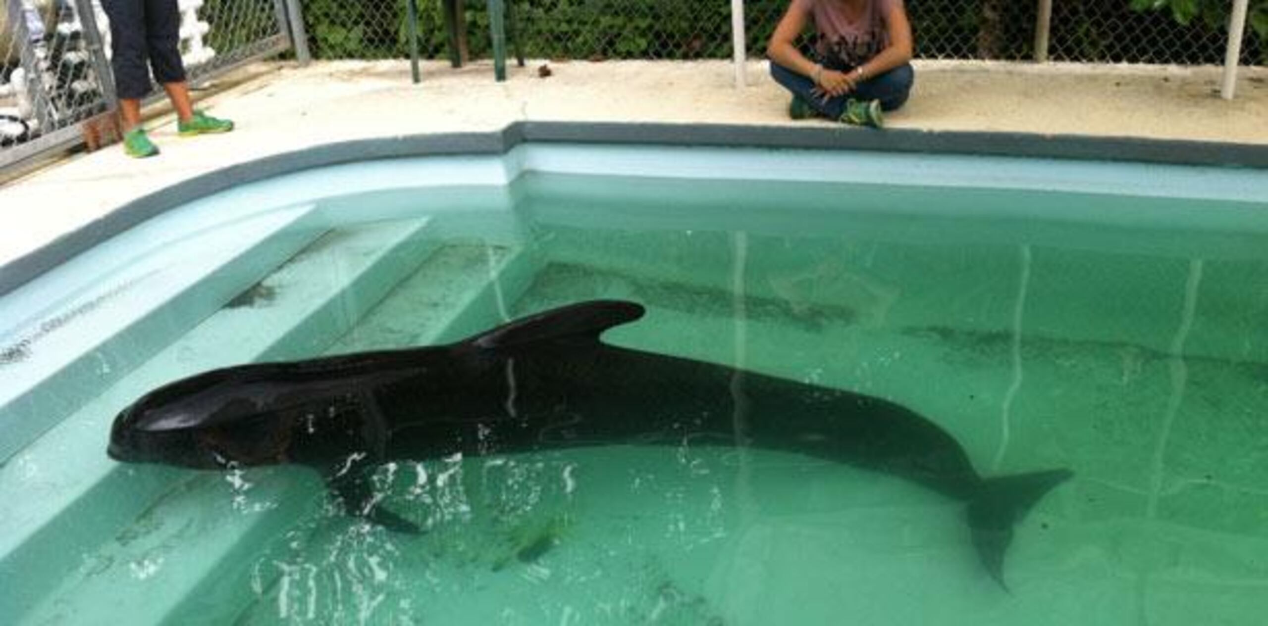 El personal clínico hizo todo lo posible por lograr recuperación del animal al que se le aplicó antibiótico. De hecho, la ballena fue entubada. (Suministrada)