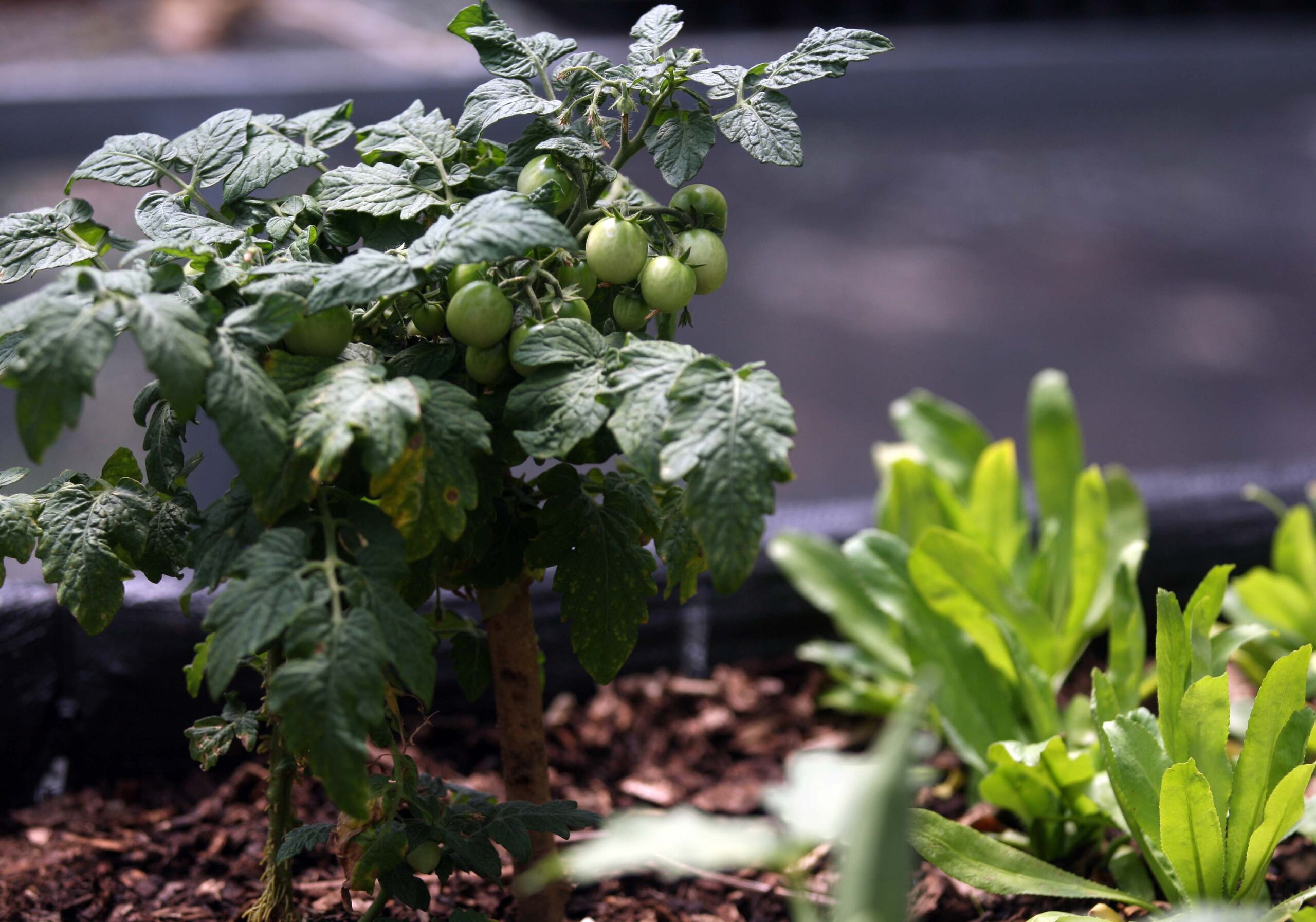 Cualquier rincón de la casa es bueno para sembrar alimentos, inclusive en tiestos o jardineras si con contamos con patio.