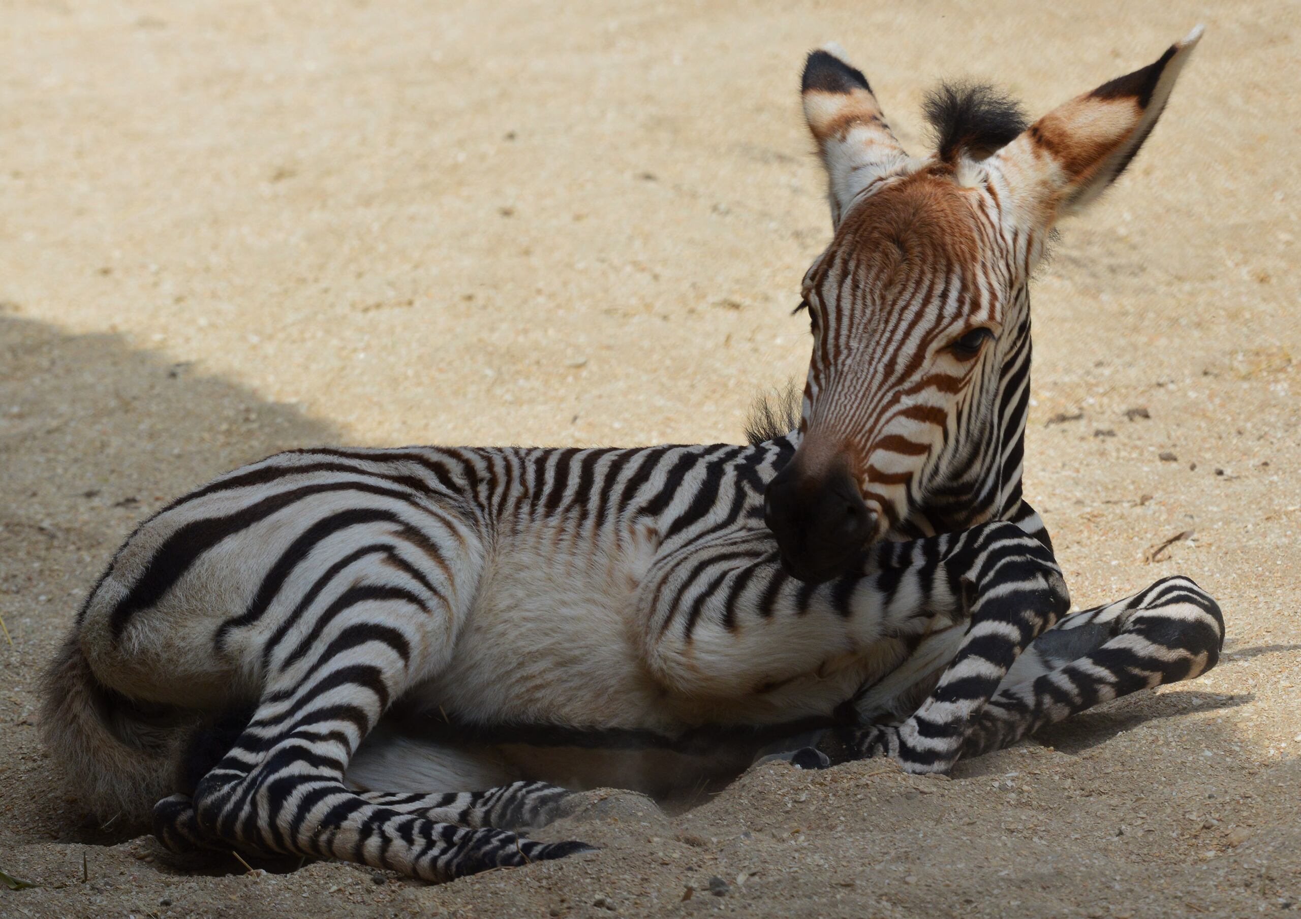 La nueva zebra es hija de Heidi y a los pocos minutos de haber nacido, ya estaba de pie.