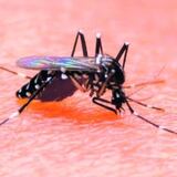 Brote de zika en área turística de India