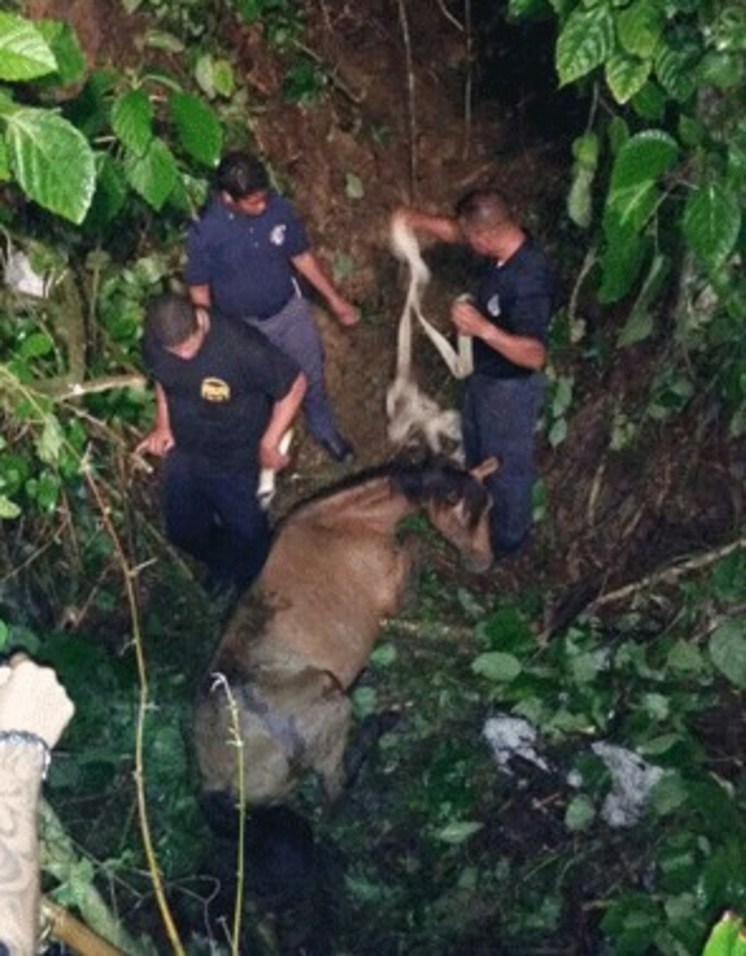 La Oficina de Control de Animales, que dirige José Cruz, participó en las labores de rescate y se hizo cargo de la pesquisa de rigor. (Suministrada)