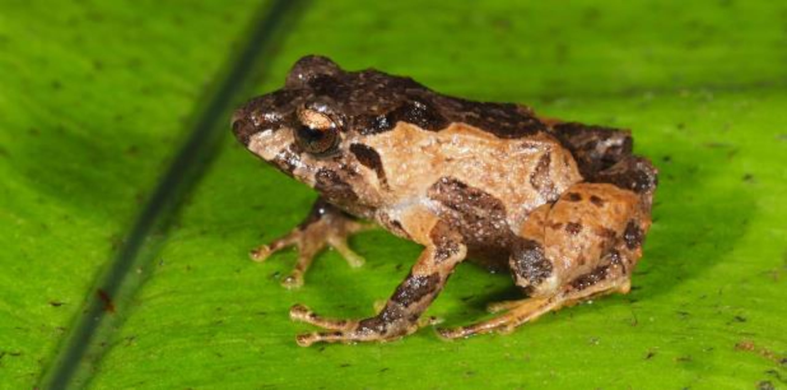 En Ecuador, que reporta el mayor número de ranas por metro cuadrado, se han contabilizado más de 600 especies de anfibios de los que unas 260 son endémicas, de acuerdo al experto. (EFE)