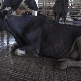 Aumenta robo de vacas en Hatillo