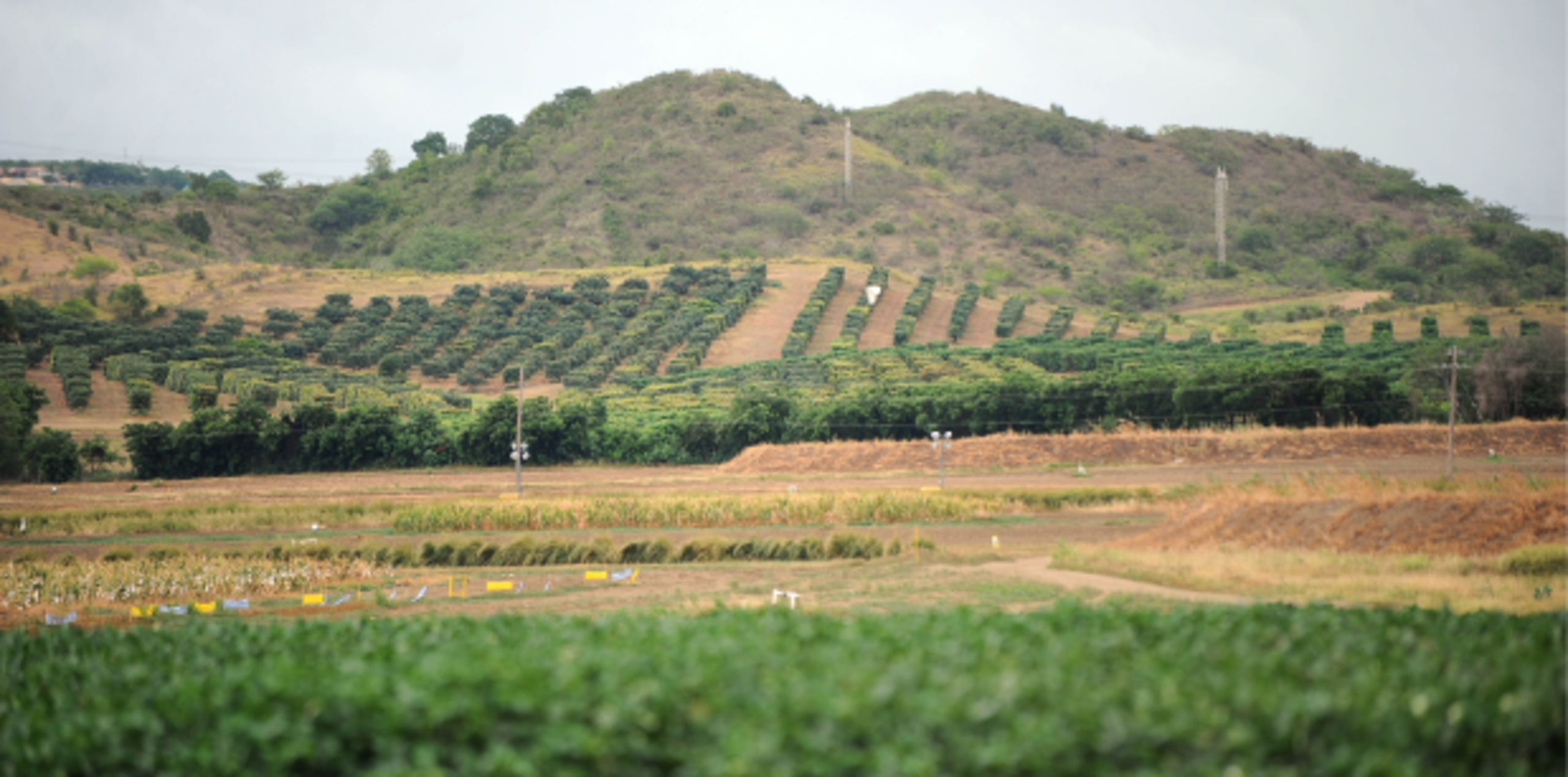 La empresa Monsanto aseguró ayer que “nunca utiliza ni ha utilizado gallinaza” en su estación de Juana Díaz.(Archivo/ana.abruna@gfrmedia.com)