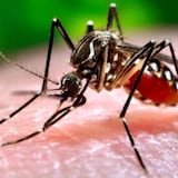 Investigadores del RCM anuncian importante descubrimiento sobre el zika