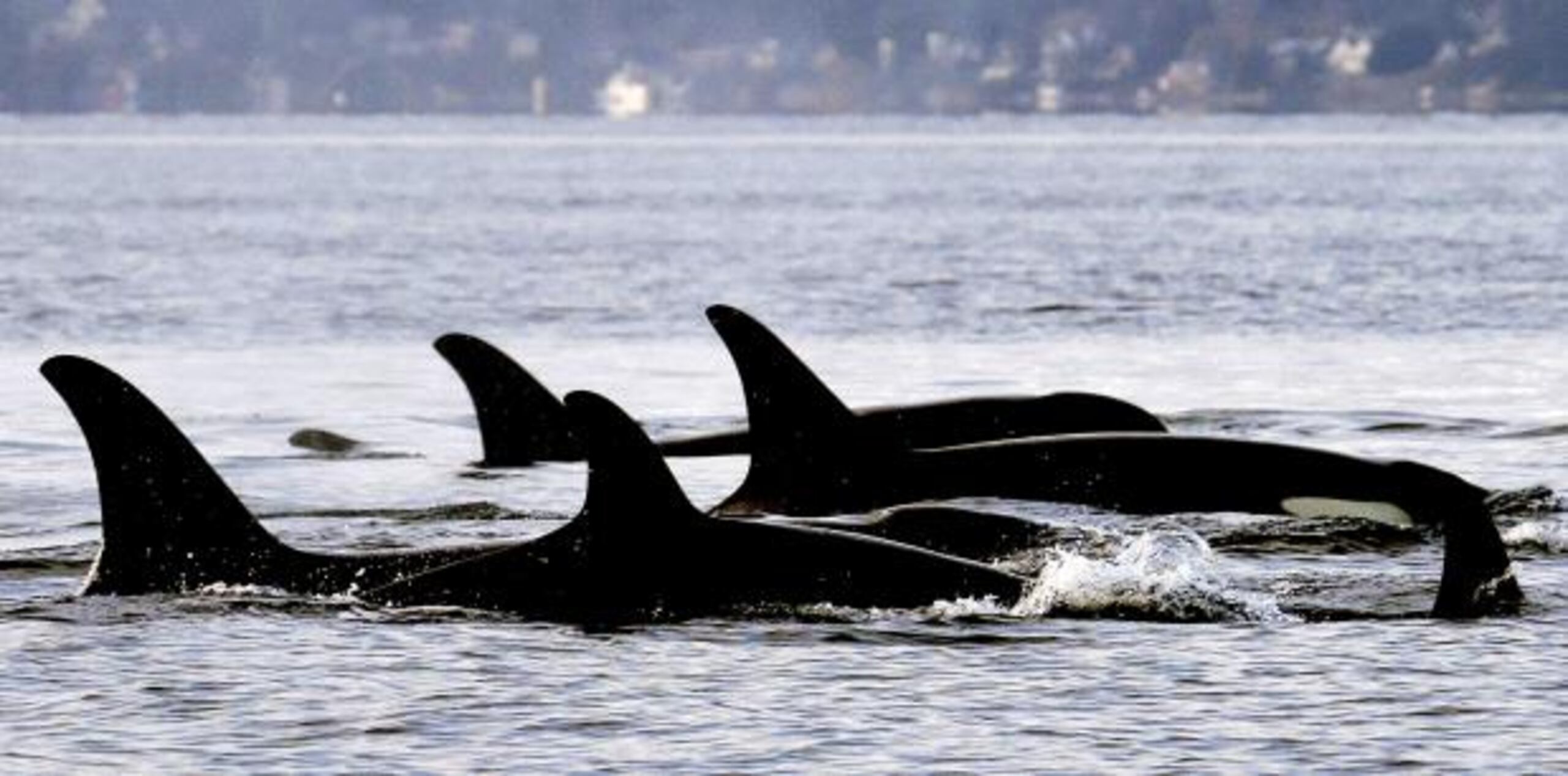 El trabajo involucrará recopilar información de fuentes que van desde agencias espaciales europeas hasta operadores aficionados de radio para crear un mapa de probabilidad sobre dónde podrían estar las ballenas en el océano. (AP)