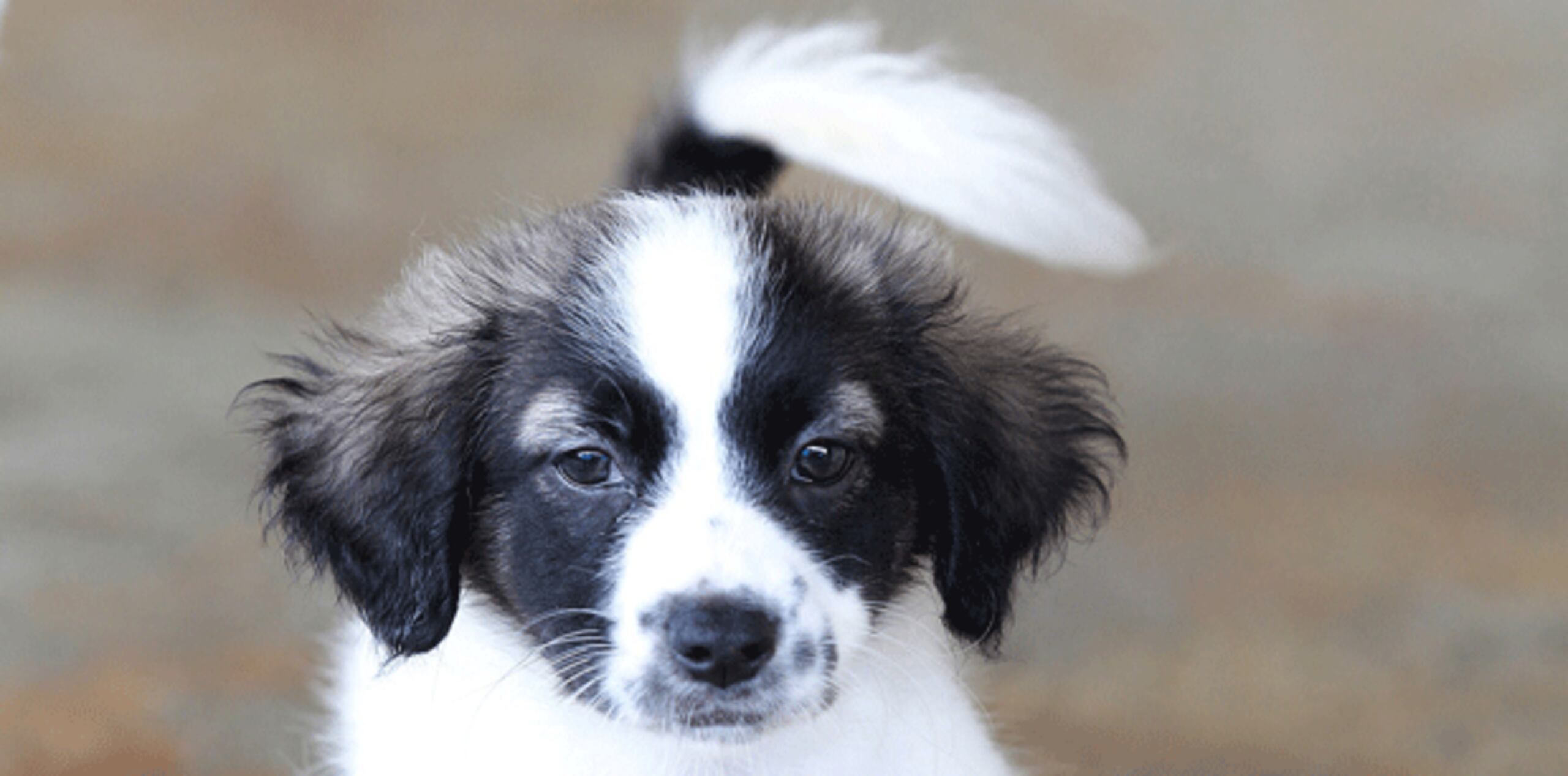 Los perros, de diferentes razas y todos ellos mayores de un año, han sido cedidos por la organización St. John's Ambulance de Toronto, que los va rotando y envía a seis diariamente a una Villa Panamericana que acogerá durante los Juegos a más de diez mil atletas, entrenadores y equipo técnico. (Archivo)