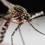 Organizaciones vigilarán el mosquito Aedes aegypti