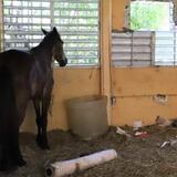 Conceden tiempo adicional para sacar animales de escuela de Mayagüez