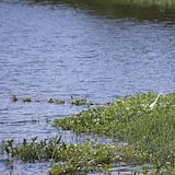 Llega más agua al embalse Carraízo 


