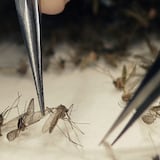 Nueva asignación millonaria para combatir el zika