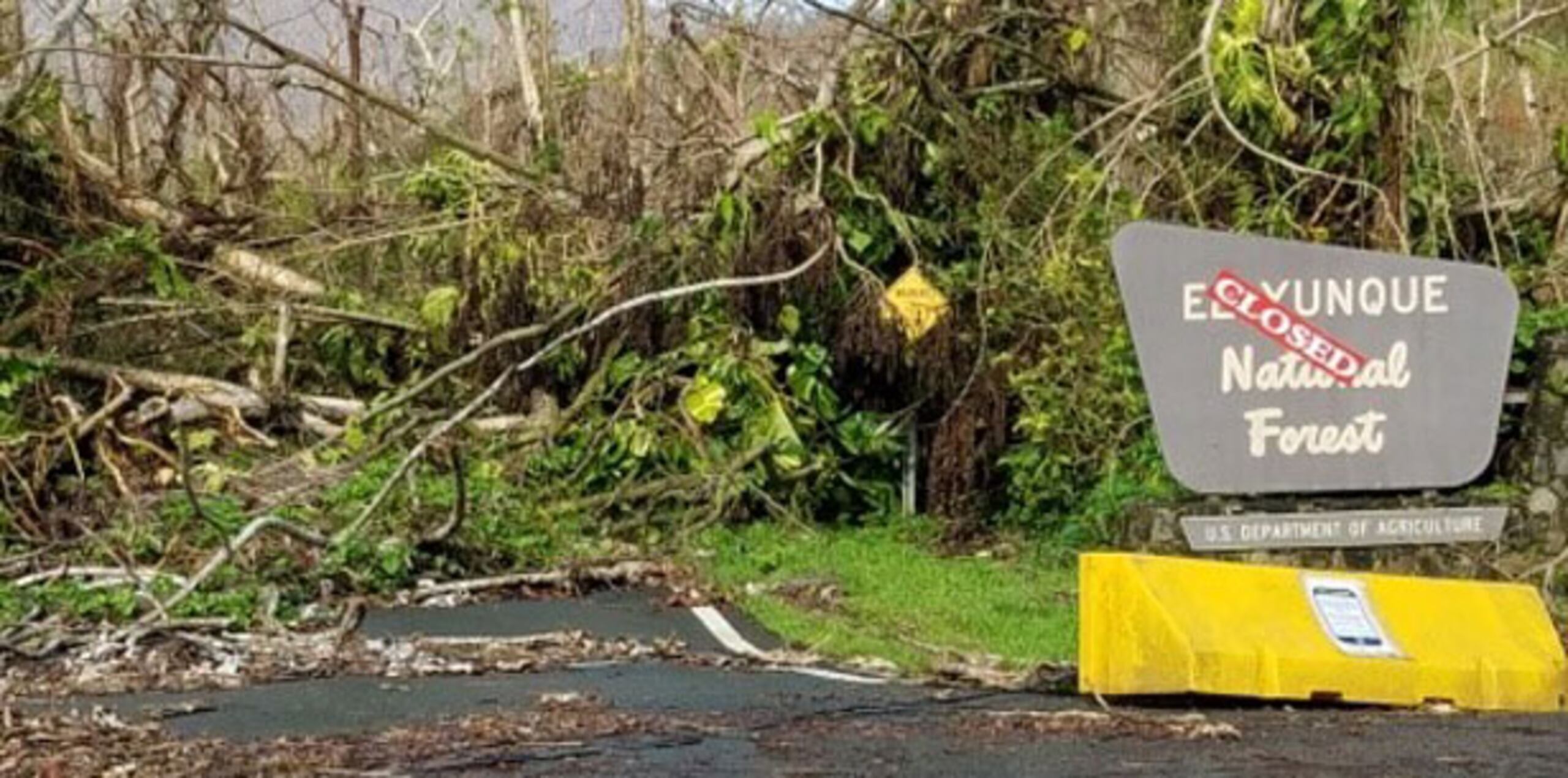 Sobre el impacto que recibió el bosque "El Yunque", Lloveras dijo que de lo que ha observado, su mayor devastación ocurrió en el área sur. (Archivo)