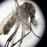 Mosquitos de laboratorio combatirán el zika cerca de Miami