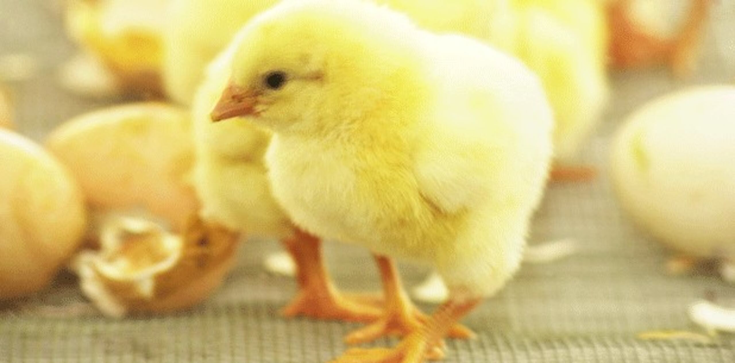 El trabajo consiste en distinguir hembras de machos en la industria de las aves de corral. (Archivo)