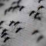 ¡No bajes la guardia! Siguen los casos de chikungunya


