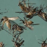 Google liberará 20 millones de mosquitos modificados para combatir el zika