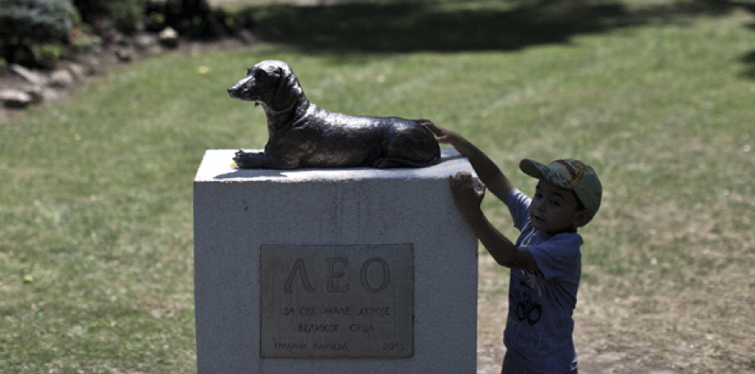 El año pasado, cuando un can violento cruzado de bull-mastiff atacó a una pequeña, Leo, temerario saltó a su rescate. (AP)