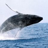 Comienzan los avistamientos de ballenas en el norte de Puerto Rico