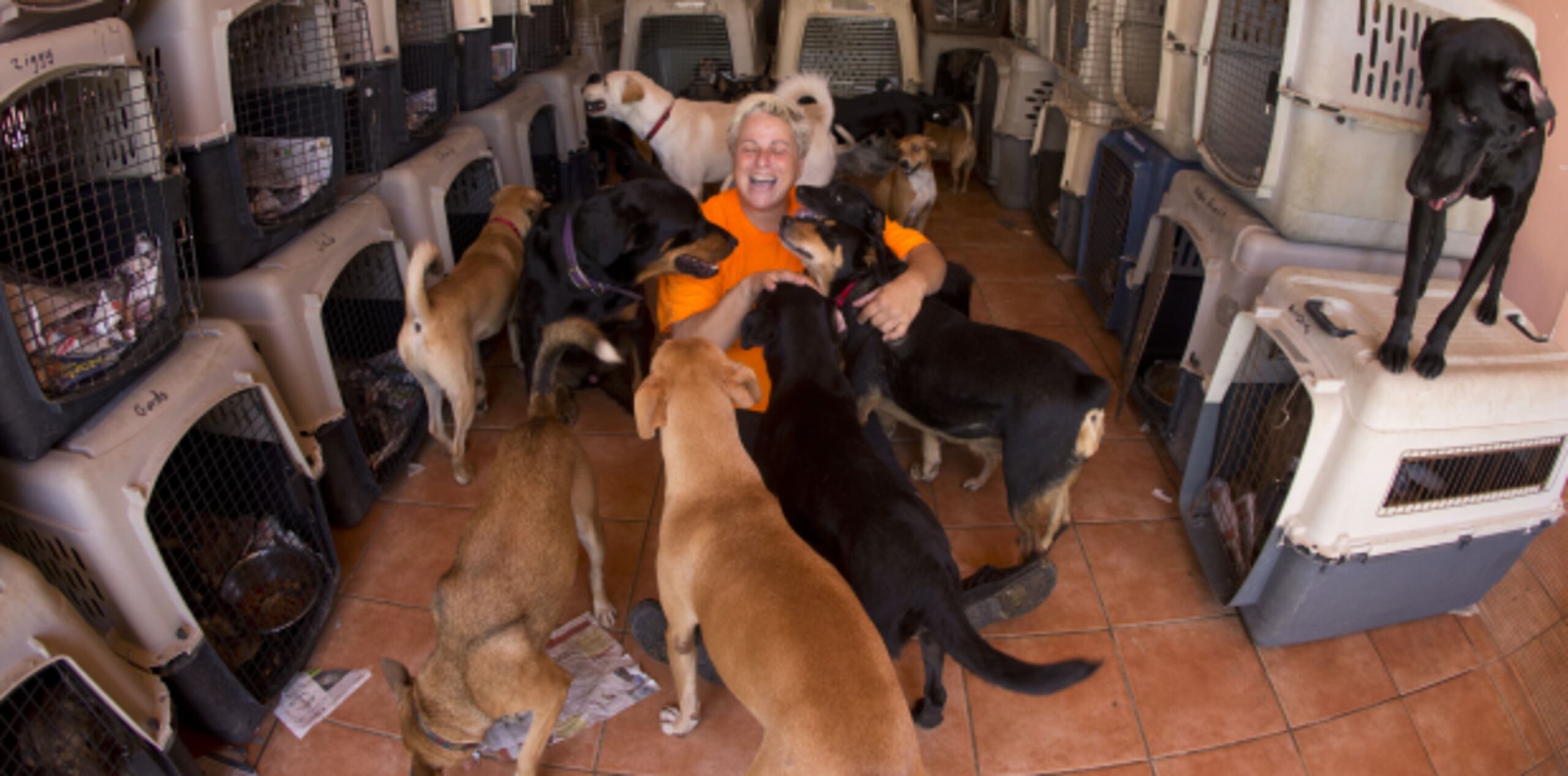 ADLA sirve de “orfanato” temporero para cerca de 100 perros. (tonito.zayas@gfrmedia.com)