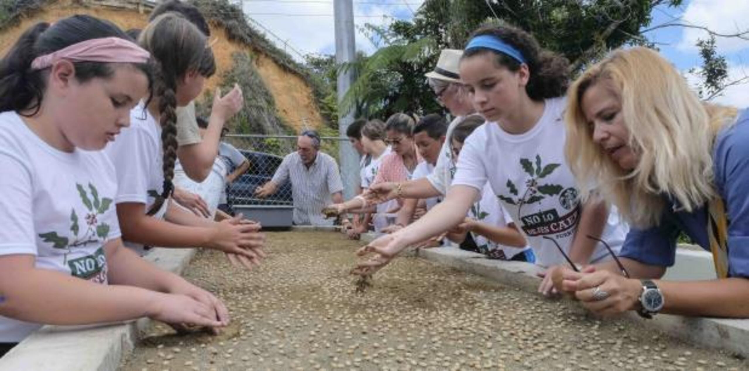 El proyecto tiene varias etapas, desde la germinación de la semilla del café, el cuido de la planta y su eventual distribución a los agricultores de la zona. (gerald.lopez@gfrmedia.com)