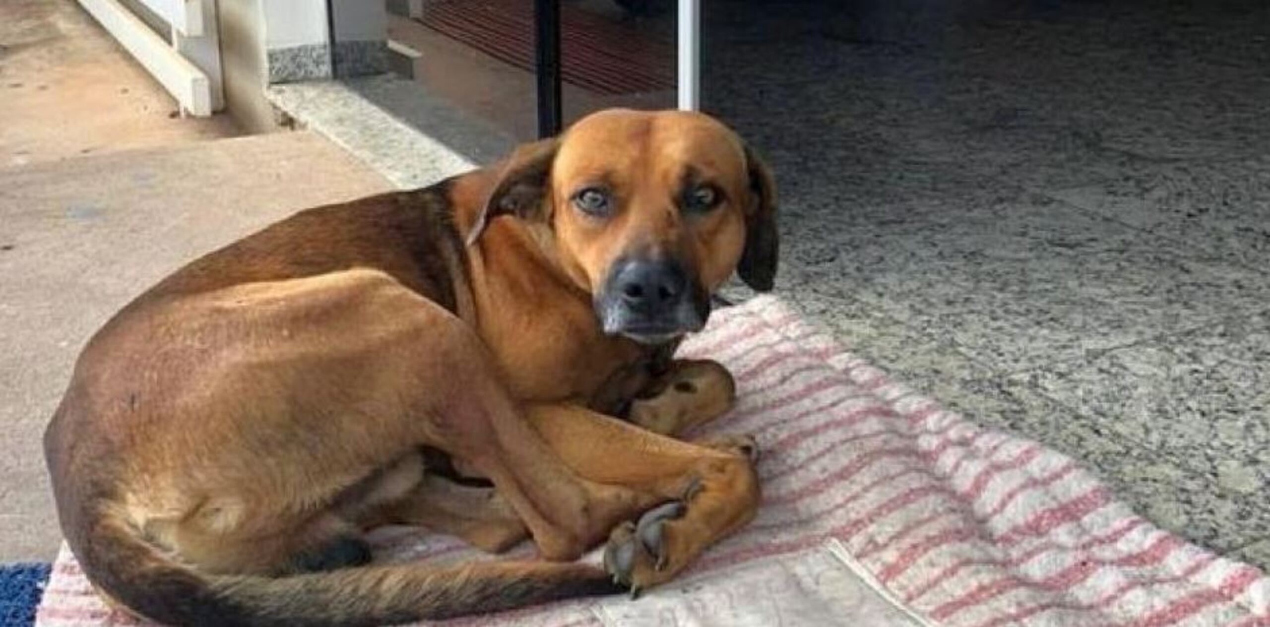 Durante su paciente estancia, el perro fue visto por Cristine Sardella, quien compartió la historia del animal el pasado 27 de Febrero en su Facebook. (Captura)