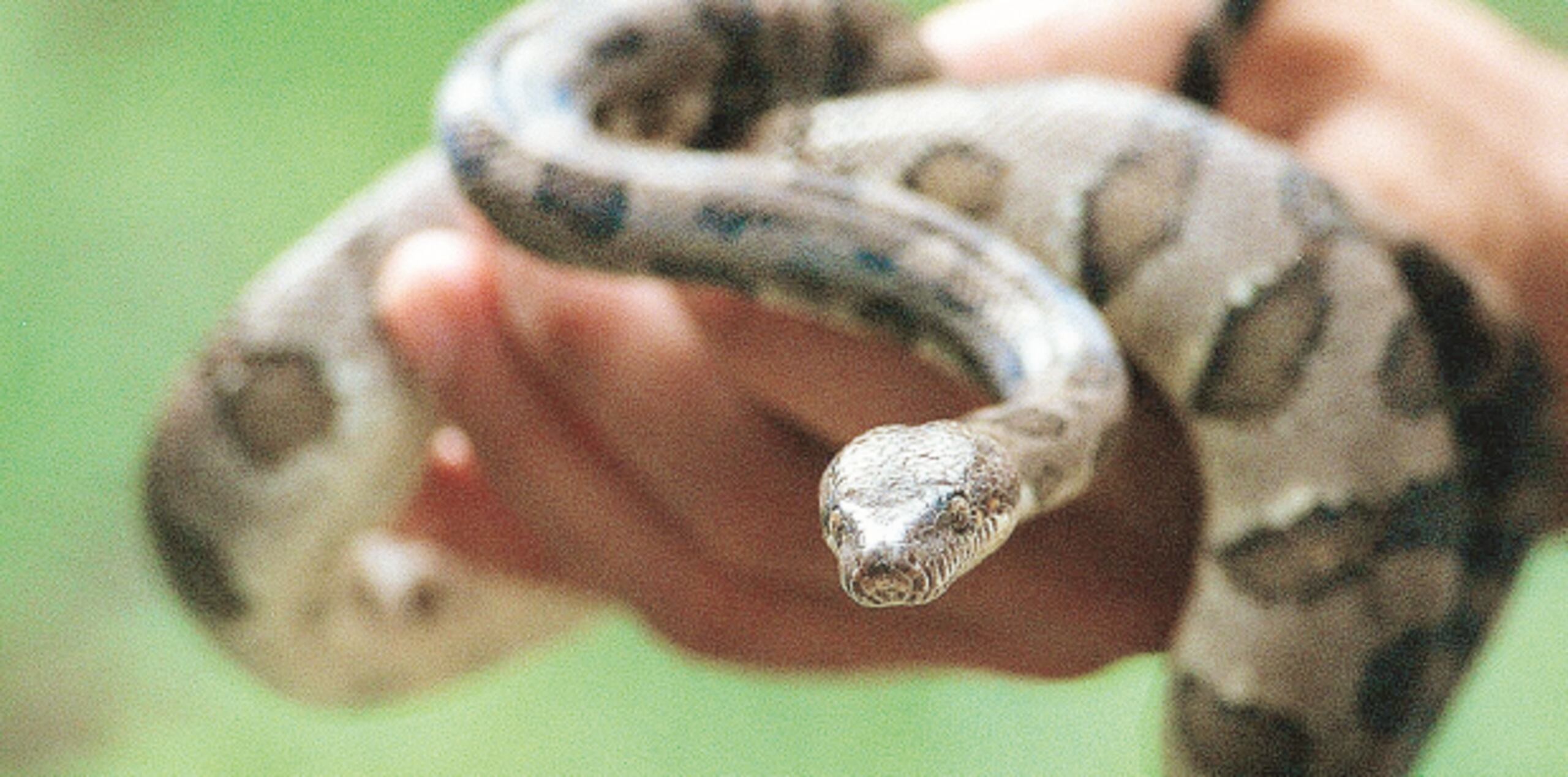 La boa puertorriqueña está declarada especie en peligro de extinción desde 1970. (Archivo)