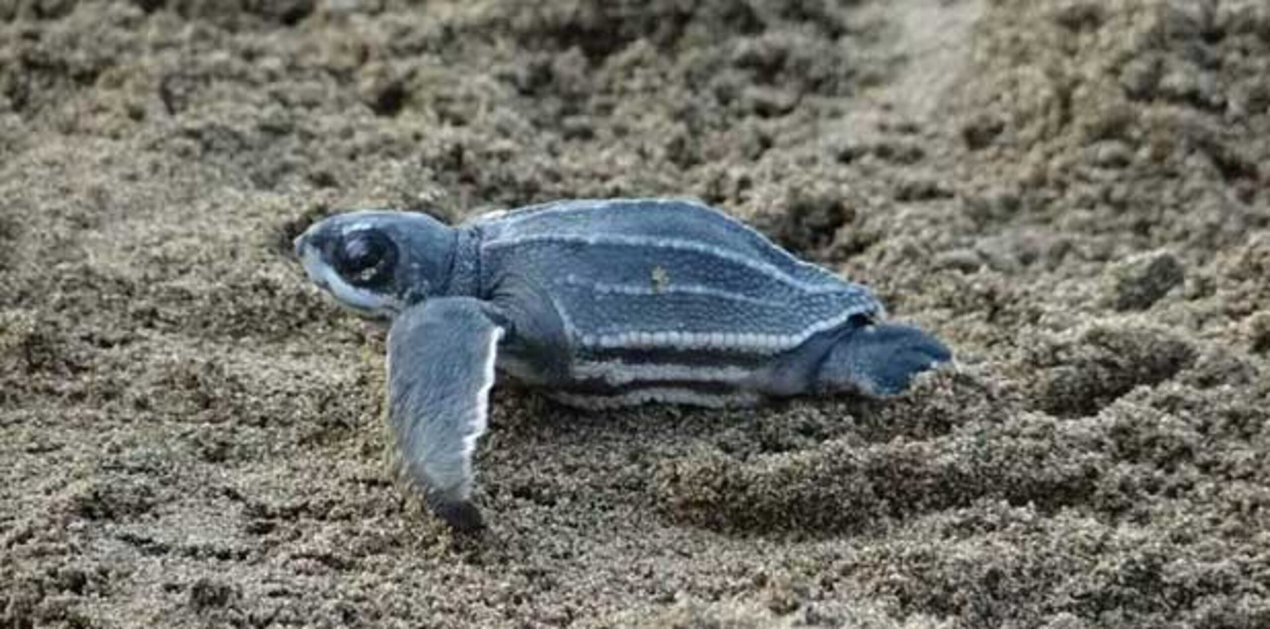 En esta temporada de anidaje, se han contabilizado unos 1,720 nidos de la tortuga más grande del mundo. (Archivo/ EFE)