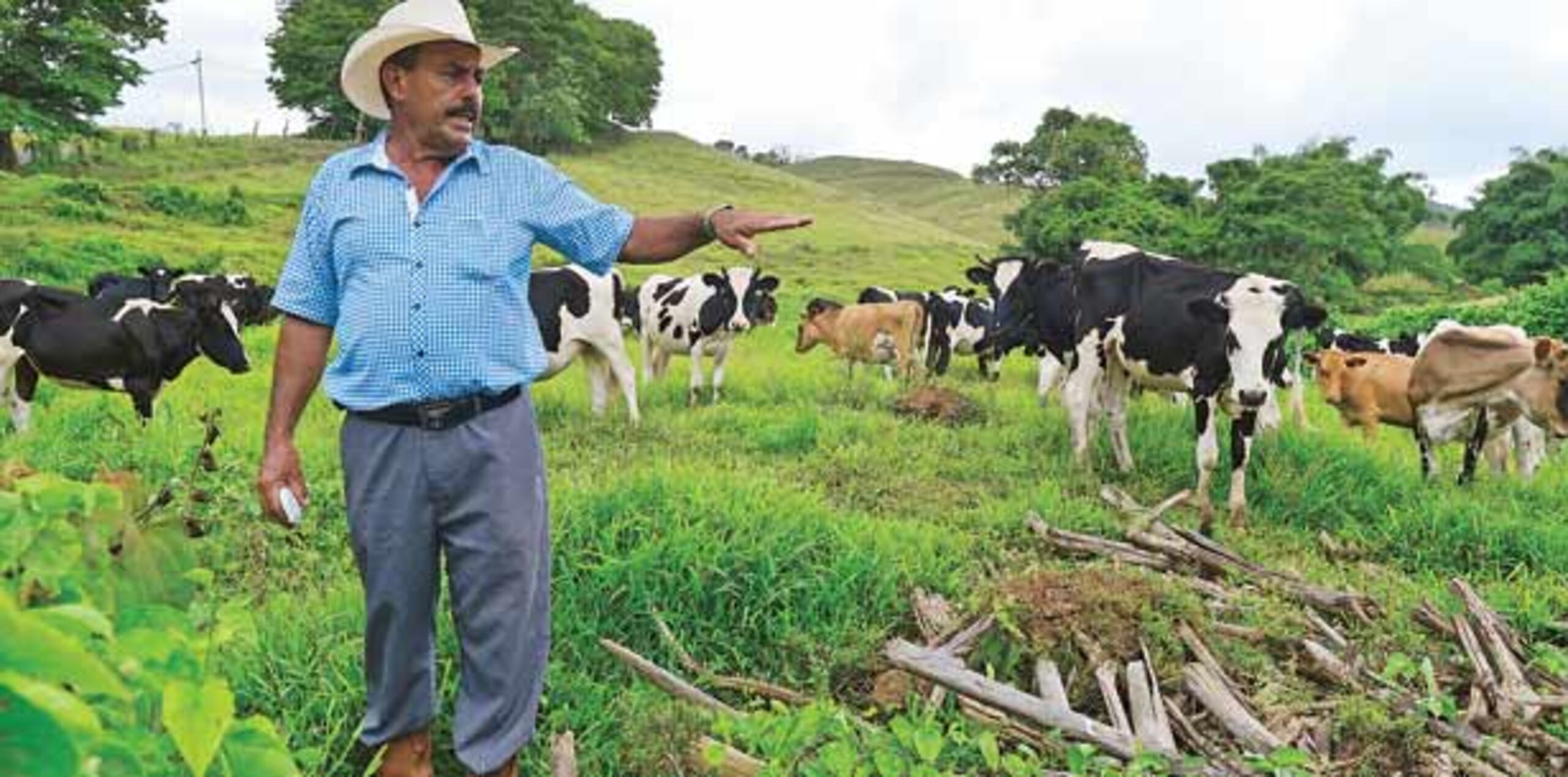 El dueño de una finca en Barranquitas narra las peripecias que tiene que hacer para poder lidiar con el problema de la sequía, que lo está dejando sin ingresos y con el ganado moribundo. (luis.alcaladelolmo@gfrmedia.com)