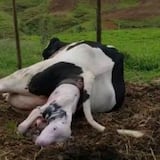 Documentan el parto de una vaca en Vega Baja