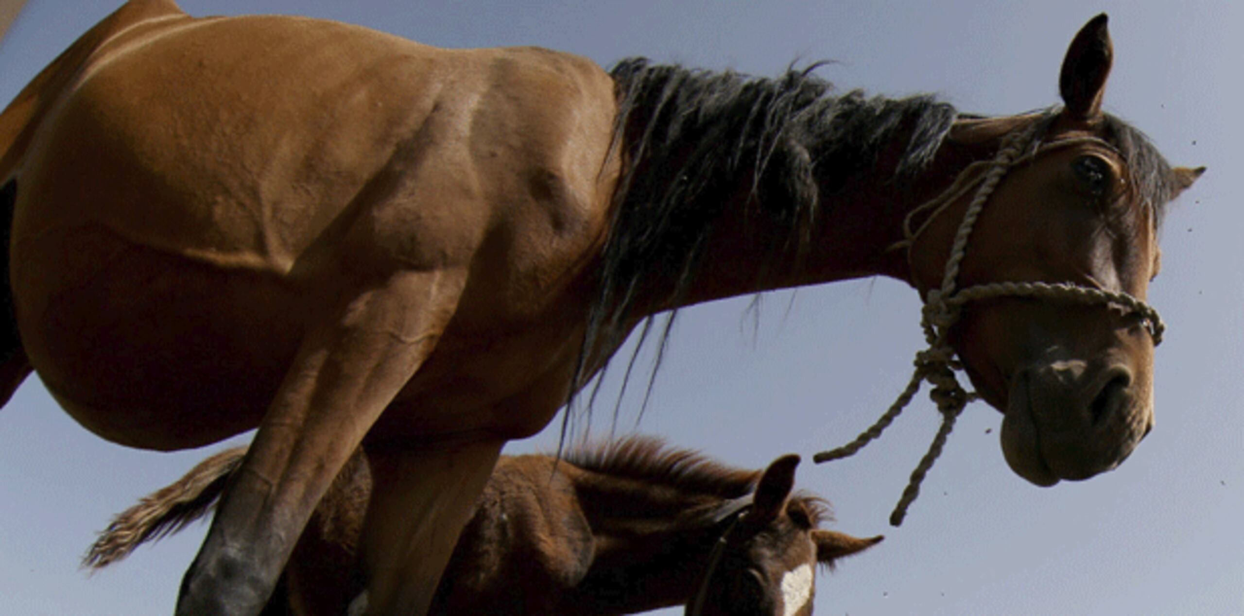 No se trata del primer caso de este tipo que sucede en la zona. En 2013 y en enero pasado fueron descubiertos en este terreno boscoso varios caballo descuartizados. (Archivo)