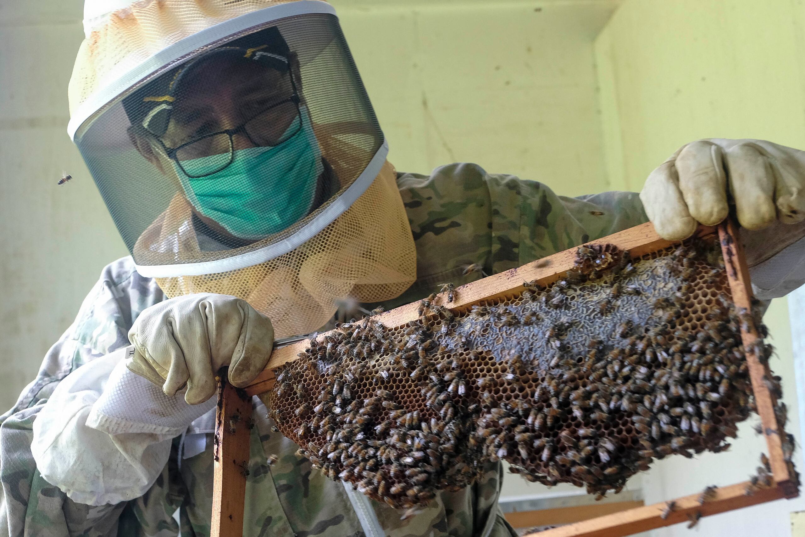 El apicultor Hermes Conde explica que este año se perfila como el del más grande colapso de abejas en Puerto Rico, pues prácticamente "aquí no hubo primavera", lo que limitó el florecimiento de las plantas y, por ende, la polinización.