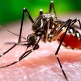 CDC celebra fin de la epidemia del zika en la Isla