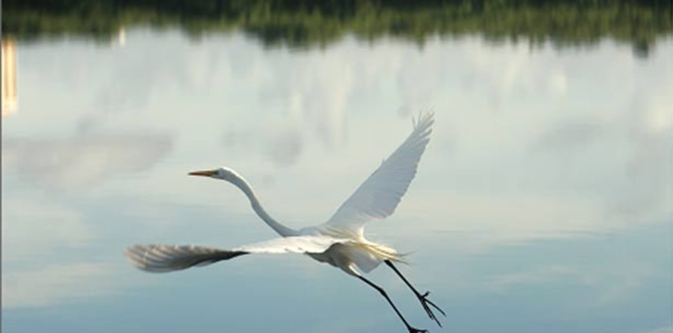 El ecólogo José Colón indicó que hay aves marinas cerca de las costas y las garzas tienen colonias en el Bosque de Piñones y Vacía Talega. (Archivo)