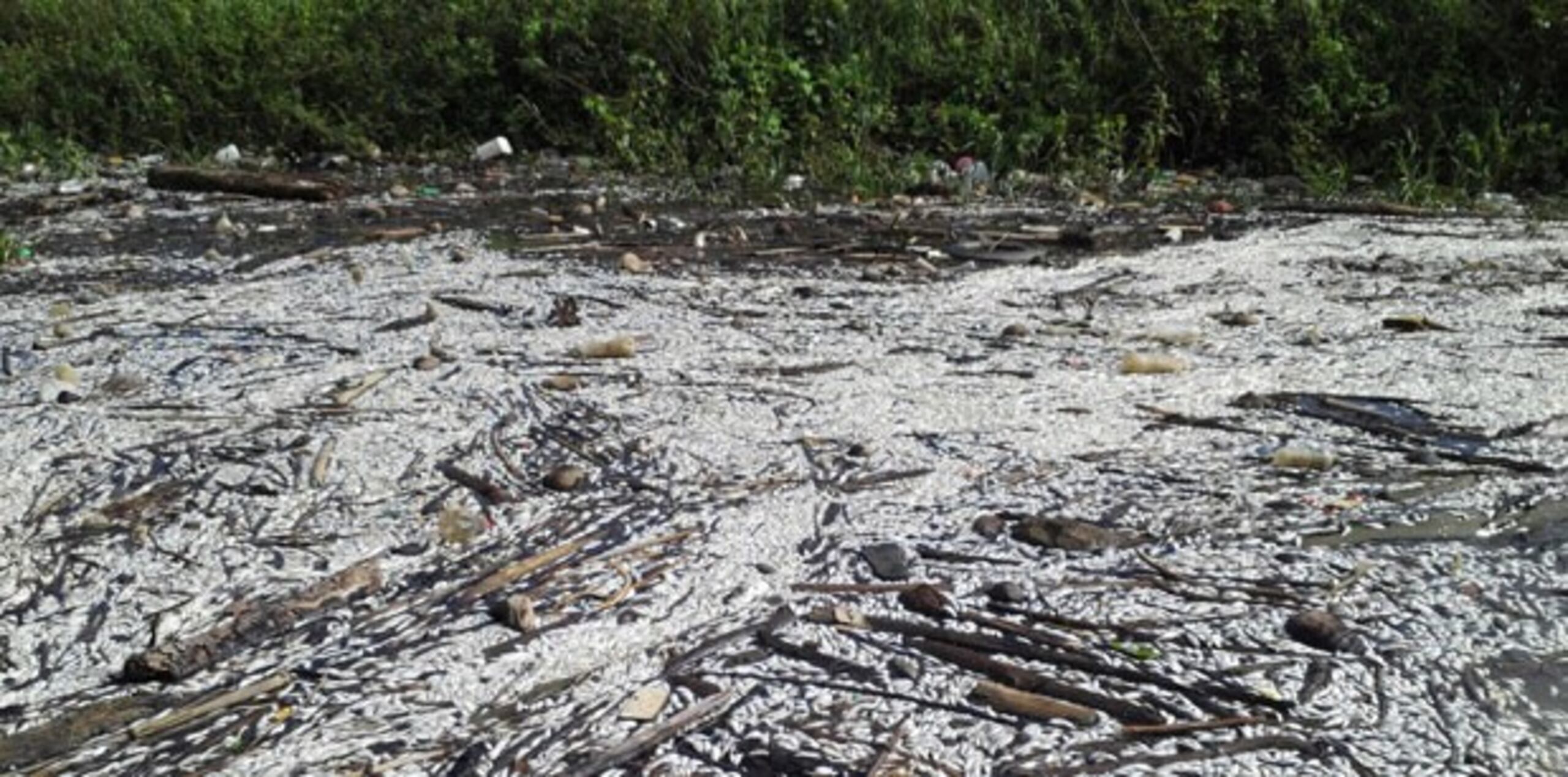 La mortandad no fue causada por vertidos de contaminantes durante la onda tropical que transcurrió por Puerto Rico durante el viernes y el sábado.(Suministrada)