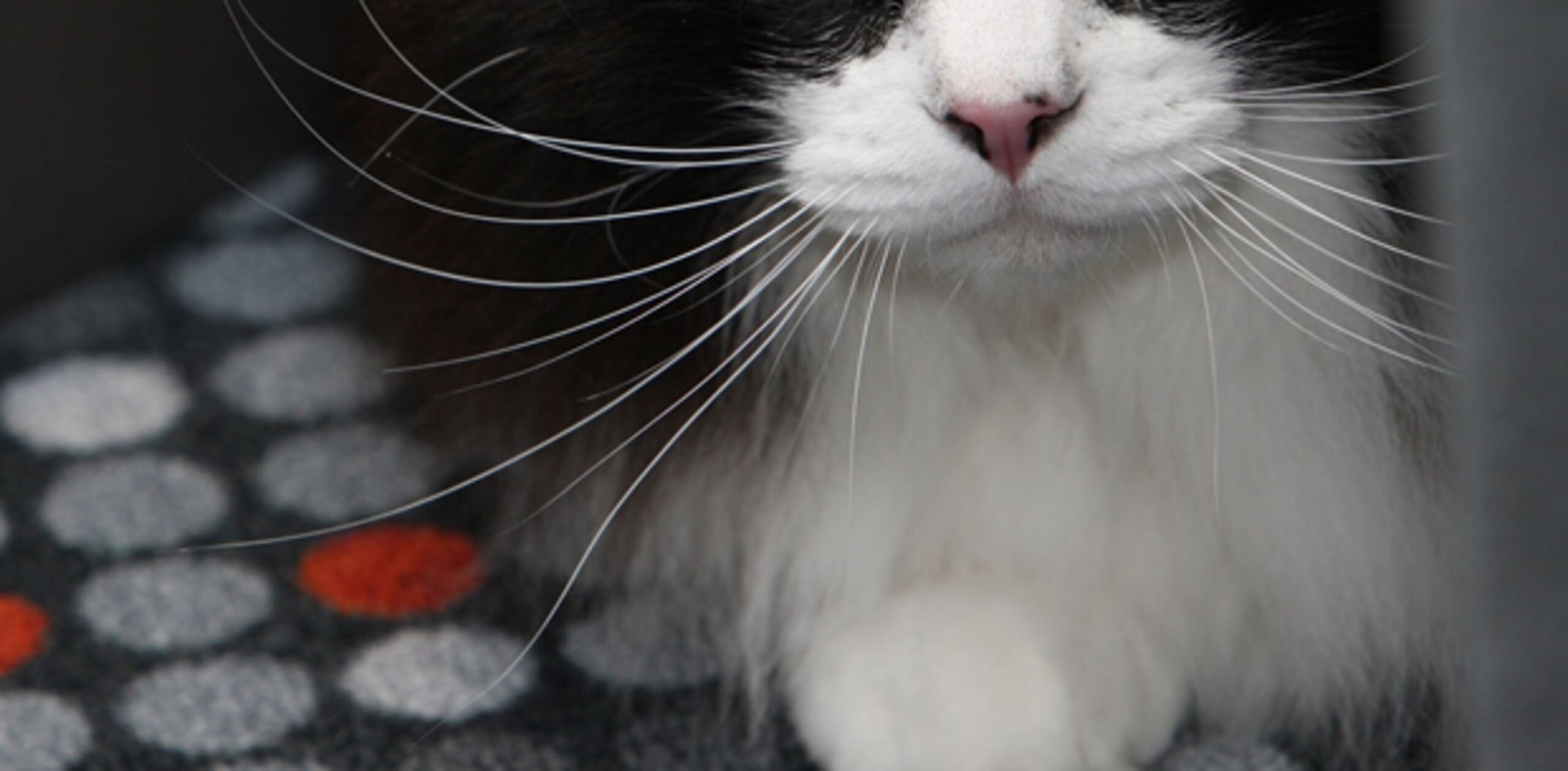 Las fotos suministradas muestran la cabeza del gato fue colocada frente a la puerta de la residencia y a su lado las vísceras del animal. (Archivo)