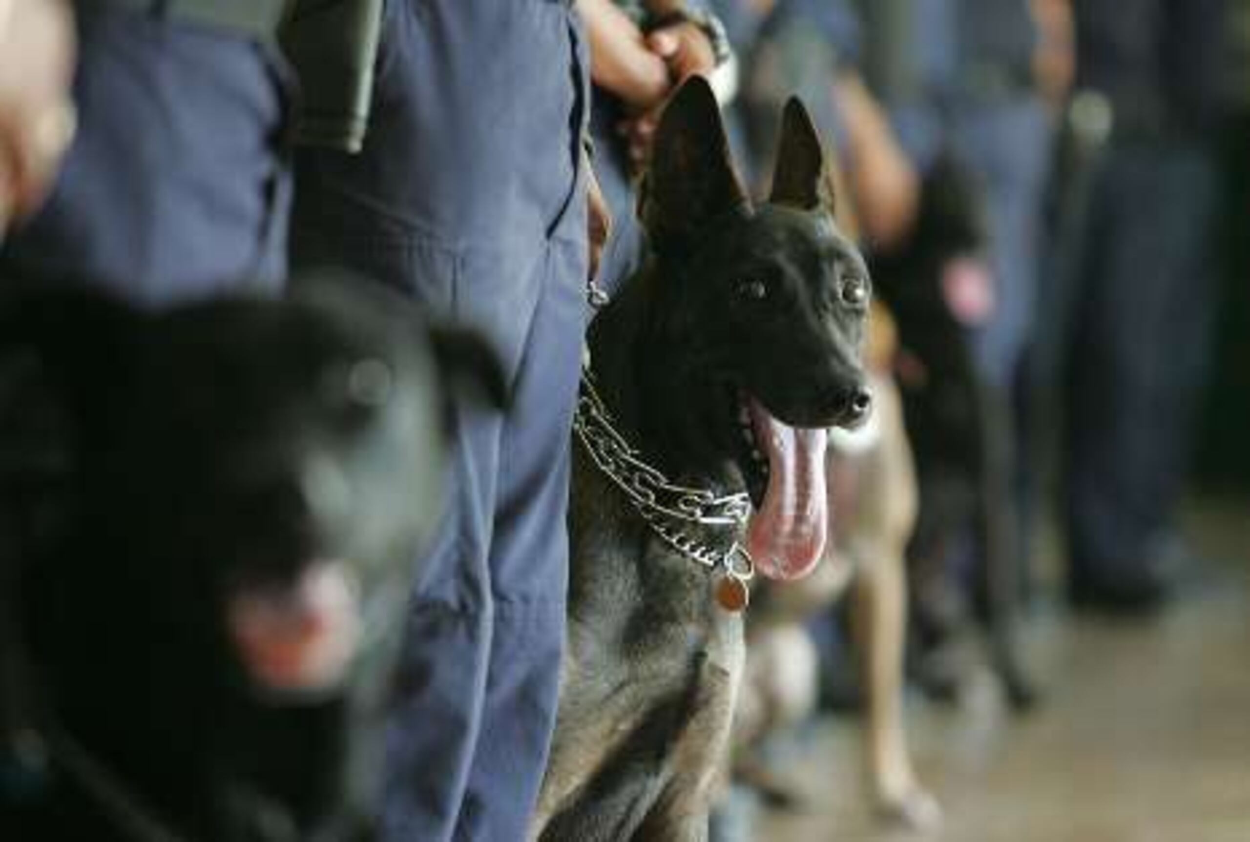 De los seis canes, cuatro están entrenados para la detección de celulares y  los otros dos,   en la búsqueda de  drogas y armas.&nbsp;<font color="yellow">(Primera Hora / Teresa Canino Rivera)</font>