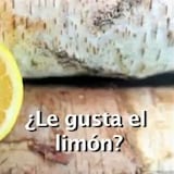 Encuesta: ¿para qué usas el limón?