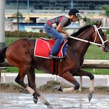 Listos los ejemplares boricuas para la Serie Hípica 2015