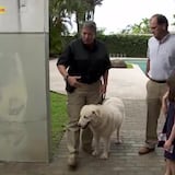 ¿Problemas de comportamiento o conducta típica de un perro protector?